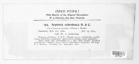Marssonina ochroleuca image